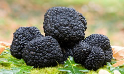 Truffes